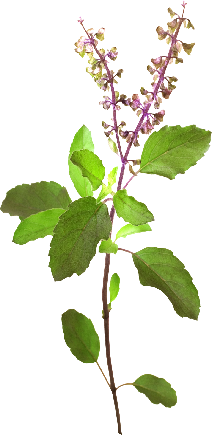 Tulsi Mata